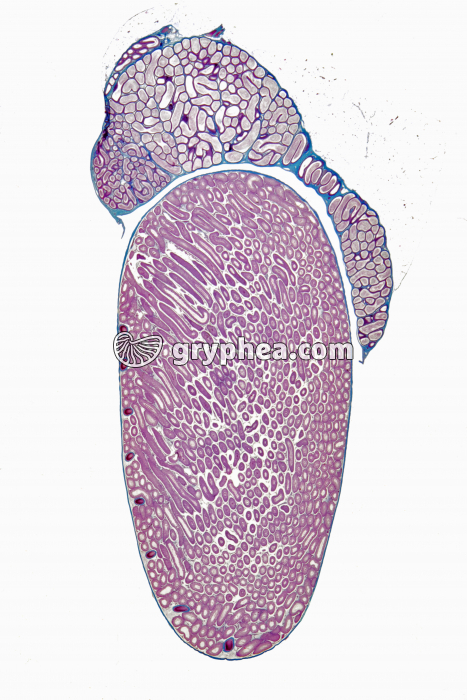 Testicule Rat CL totale x1,5 - gryphea.com